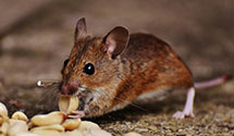 24 Hour & Emergency Exterminators in East Orchard Mesa, CO